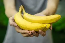 canvendish banana