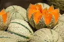 Rock Melon