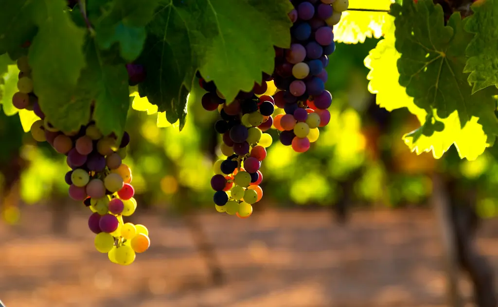 Farm to Table Grapes