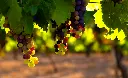 Farm to Table Grapes