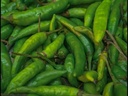 Indian Green Chilli G4