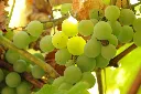 Green Grapes