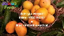 Mango Indian Alphonso